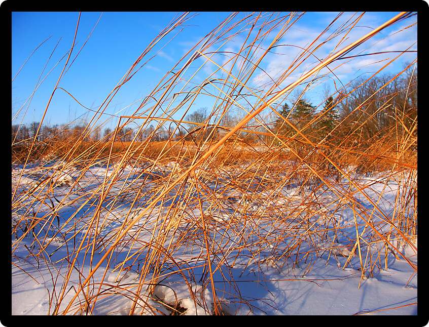 Snow covered prairie scene at Allerton Park in central Illinois.