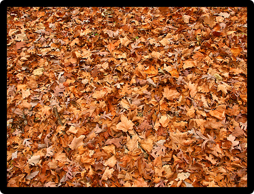 Background of autumn leaves on a forest floor of Illinois.