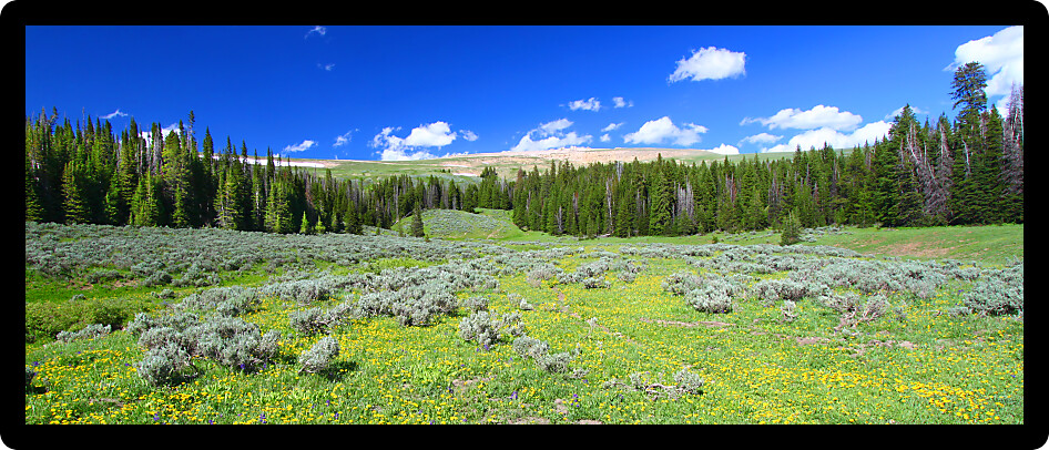 Wildflowers grow in a prairie of the Bighorn National Forest of Wyoming.