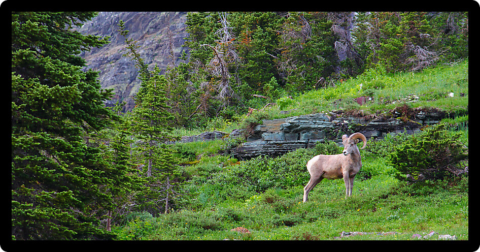 Bighorn sheep (Ovis canadensis) at Logan Pass of Glacier National Park.