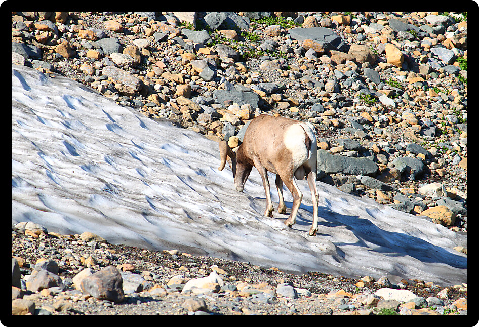 Bighorn sheep (Ovis canadensis) at the Grinnell Glacier of Glacier National Park.
