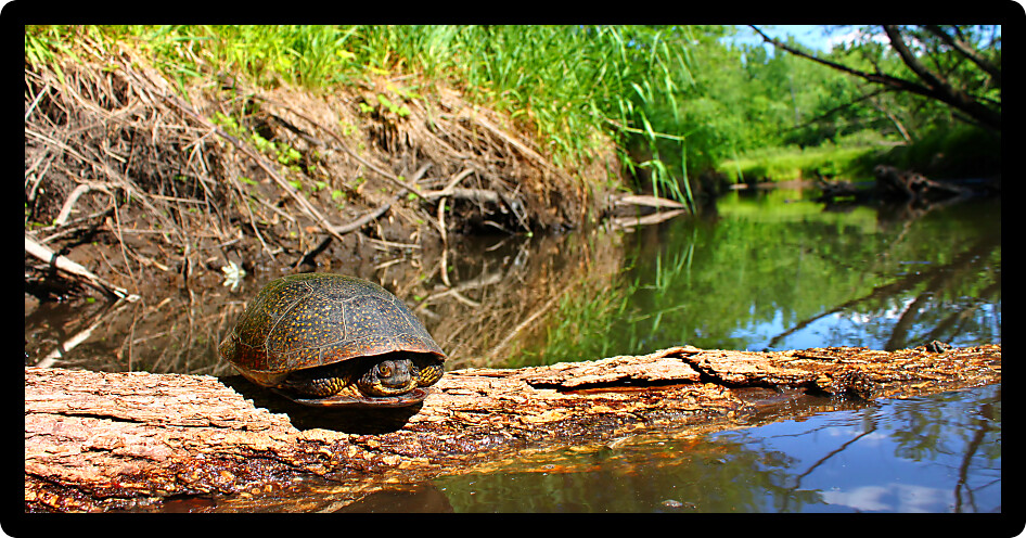 Blandings Turtle basking on a log in a stream of Illinois.
