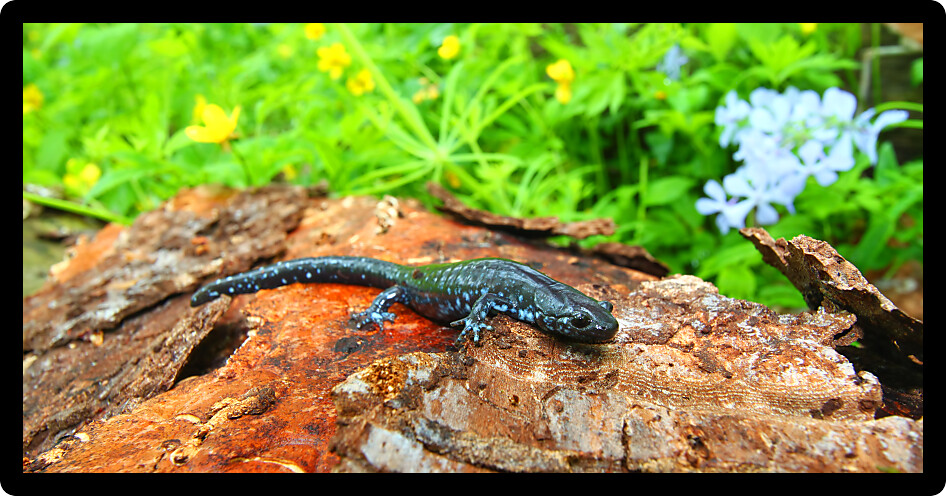 Blue-spotted Salamander (Ambystoma laterale) sits in a spring woodland in Illinois.