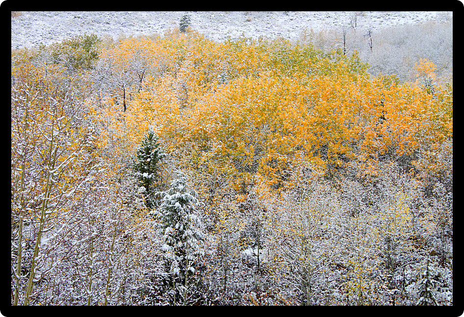 Bright yellow leaves covered with snowfall in the Bridger Teton National Forest of Wyoming.