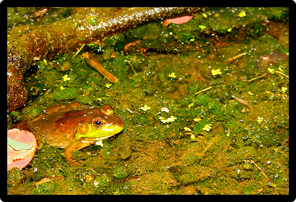 Bullfrog (Rana catesbeiana) inhabiting a pond in Wisconsin.