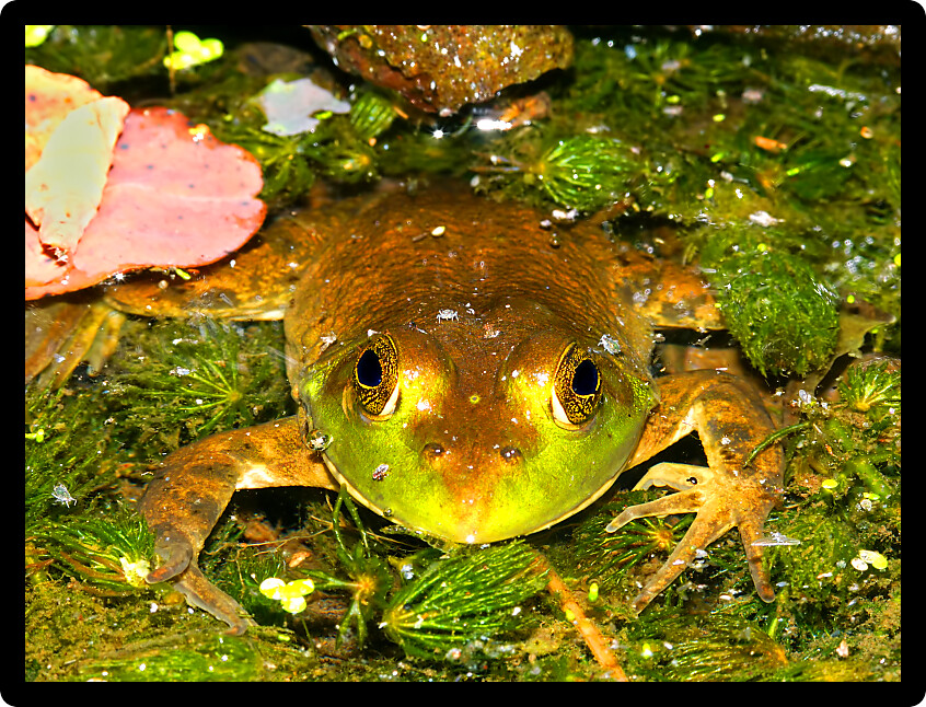 Bullfrog (Rana catesbeiana) in a pond environment of Wisconsin.