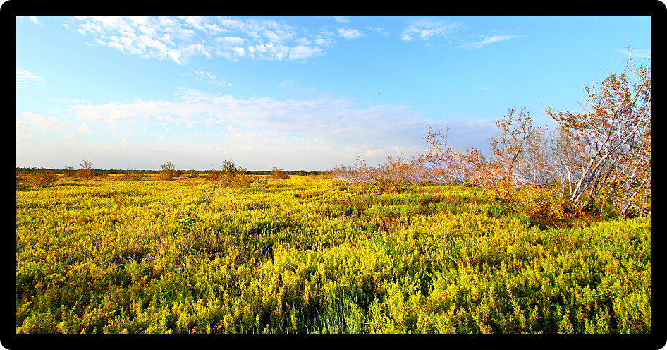 Coastal prairie of Everglades National Park dominated by saltwort (Batis Maritima)