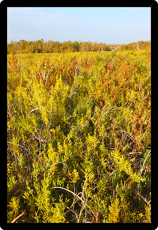 Coastal prairie of Everglades National Park dominated by saltwort (Batis Maritima)