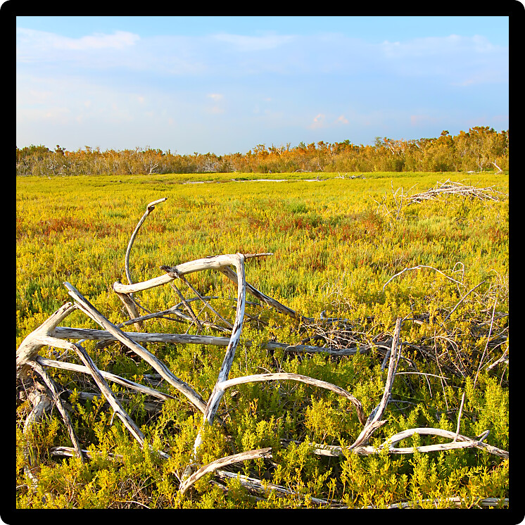 Coastal prairie of Everglades National Park dominated by saltwort (Batis Maritima)