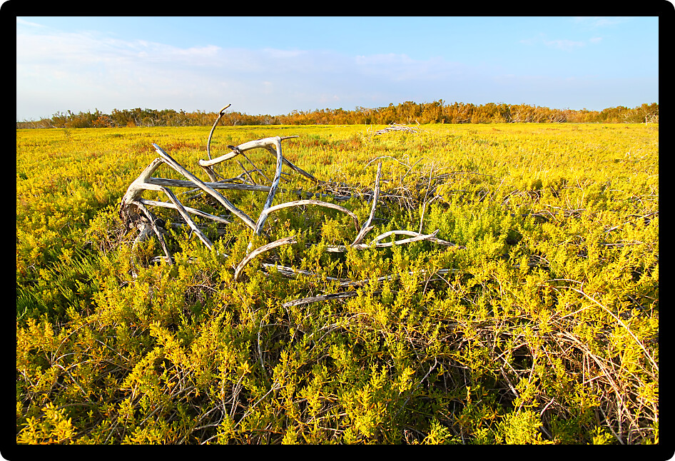 Coastal prairie of Everglades National Park dominated by saltwort (Batis Maritima)