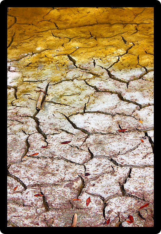 Cracked earth patterns in the ground of the Florida Everglades.