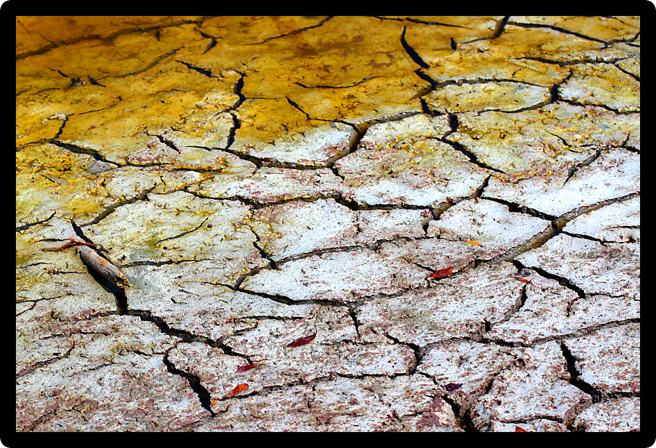 Cracked earth patterns in the ground of the Florida Everglades.