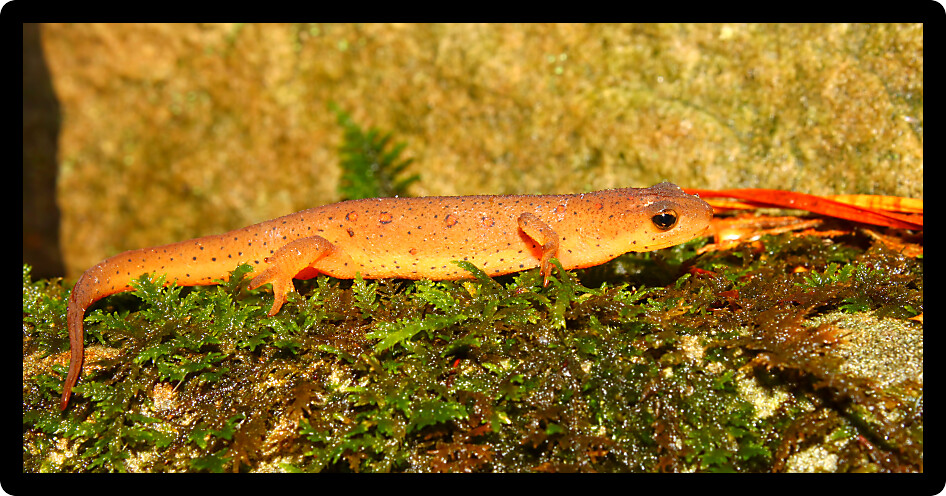Eastern Newt (Notophthalmus viridescens) found near an Alabama stream.