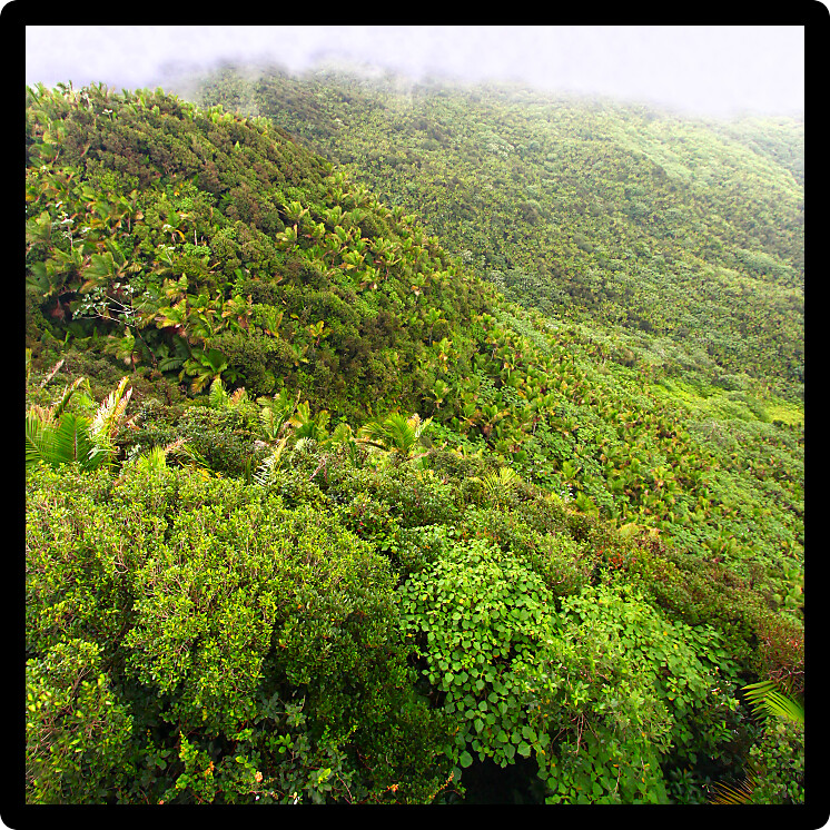 Mist covers the rainforest peaks of El Yunque National Forest in Puerto Rico.