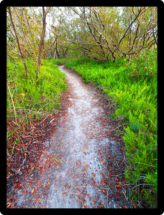 Coastal Prairie Trail in Everglades National Park of Florida.