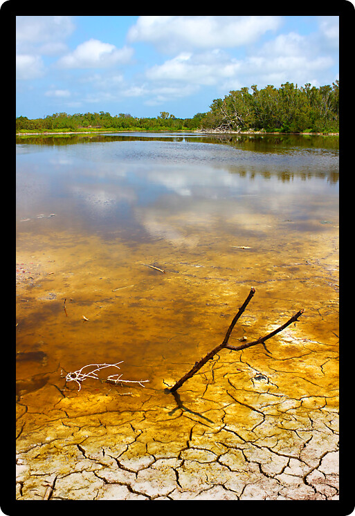Shoreline of Eco Pond in Everglades National Park Florida.