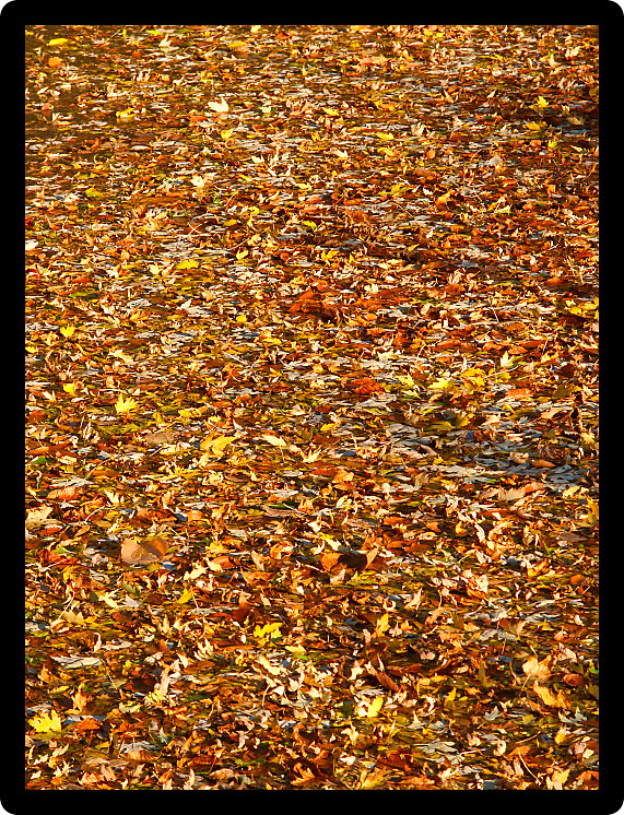 Countless autumn leaves cover the surface of the Kishwaukee River in northern Illinois.