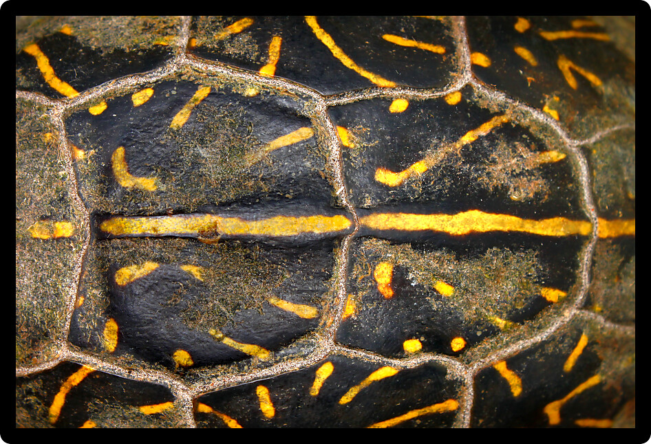 Shell patterns of a Florida Box Turtle (Terrapene carolina bauri).