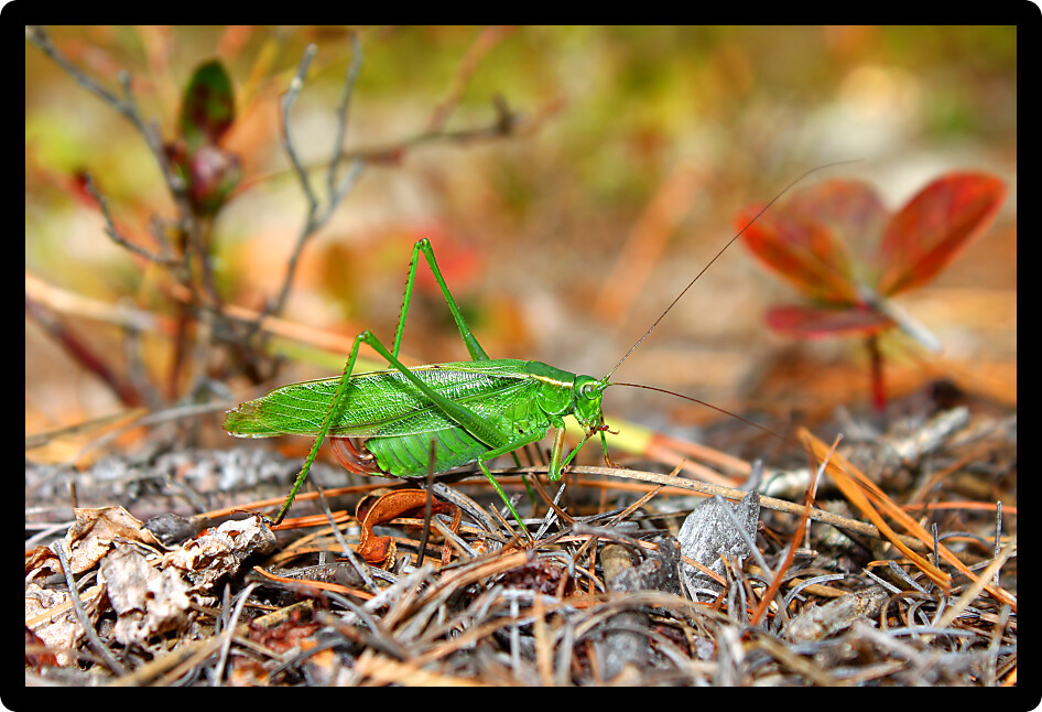 Fork-tailed Bush Katydid (Scudderia furcata) in the Northern Highland American Legion State Forest of Wisconsin.