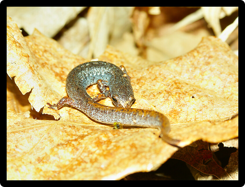 Four-toed Salamander (Hemidactylium scutatum) in an Illinois forest.