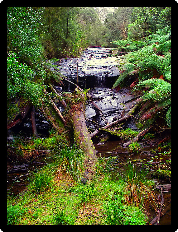 Rainforest cascade in the Great Otway National Park of southern Victoria Australia. 