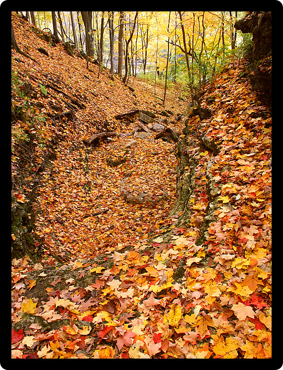 Autumn leaves blanket the landscape of Kishwaukee Gorge Forest Preserve in Illinois.