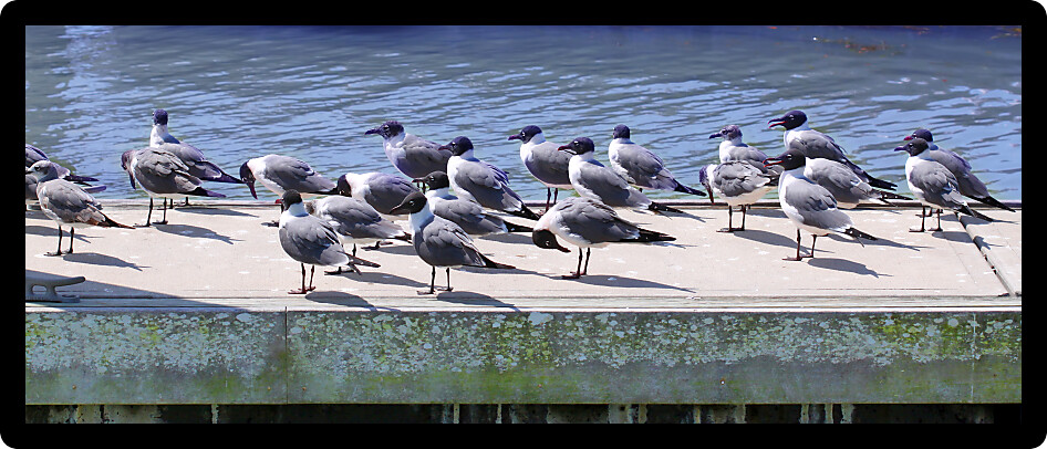 Laughing Gulls (Larus atricilla) sit on a dock in Everglades National Park of Florida.