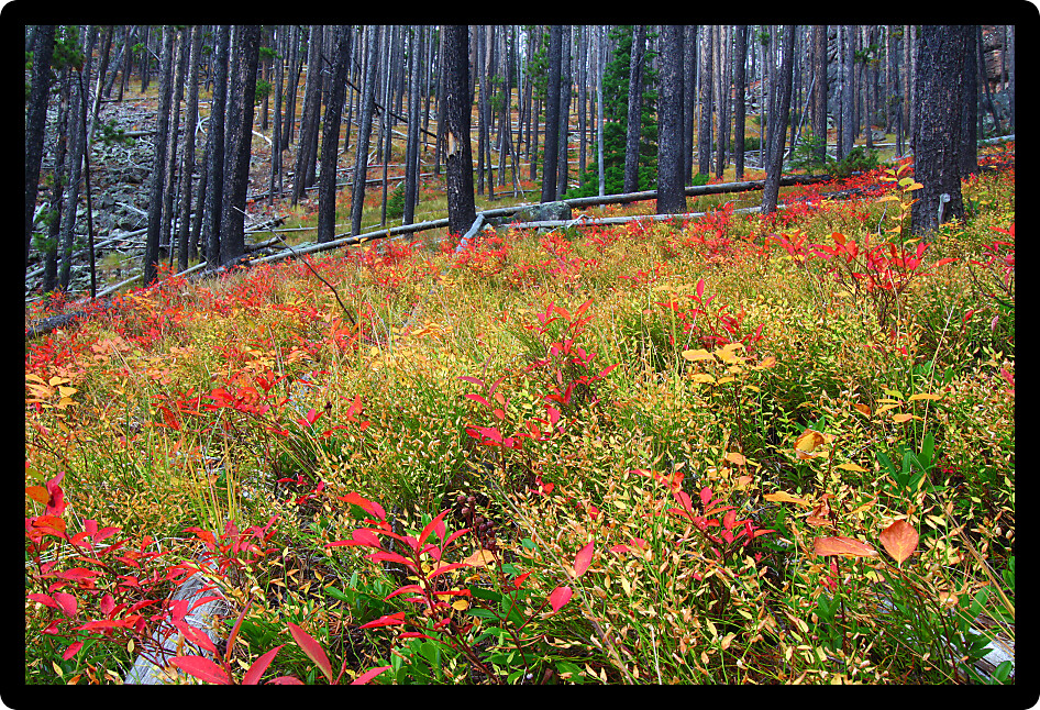 Bright autumn colors in the Lewis and Clark National Forest of central Montana.