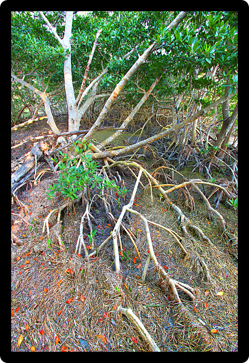 Mangroves of Everglades National Park in southern Florida.