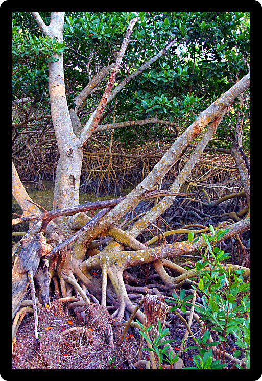 Mangroves of Everglades National Park in southern Florida.