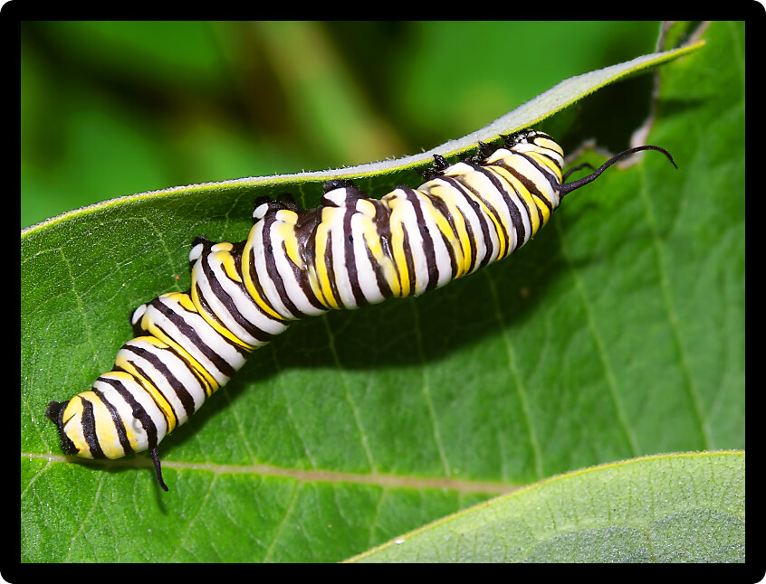 Monarch Butterfly Caterpillar feeds on milkweed in Illinois.
