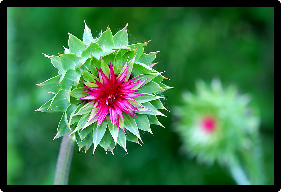 Musk Thistle (Carduus nutans) in a prairie of the Kettle Moraine State Forest in Wisconsin.