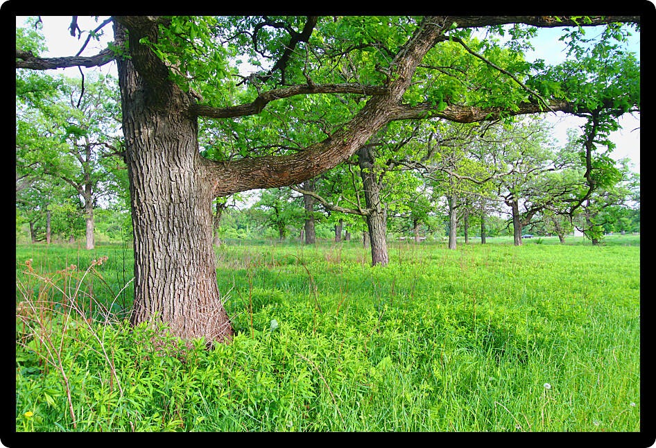 Beautiful oak savanna at Oak Ridge Forest Preserve in Illinois.