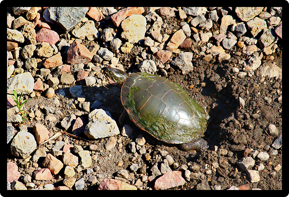 Painted Turtle (Chrysemys picta) digging a nest in northern Illinois.