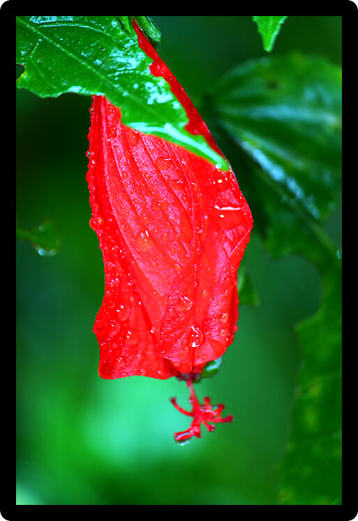 Bright red rainforest flower in the Toro Negro Rainforest Puerto Rico.