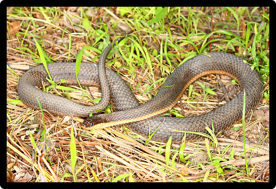 Queen Snake (Regina septemvittata) in a natural environment of Illinois.