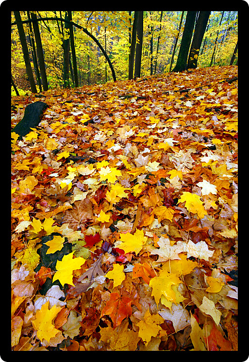 Vivid colors of fall at Rock Cut State Park in northern Illinois.