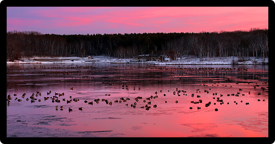 Flock of geese under vivid sunset at Rock Cut State Park in Illinois.