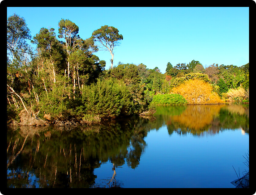 Lake in the Royal Botanic Gardens of Melbourne Australia.