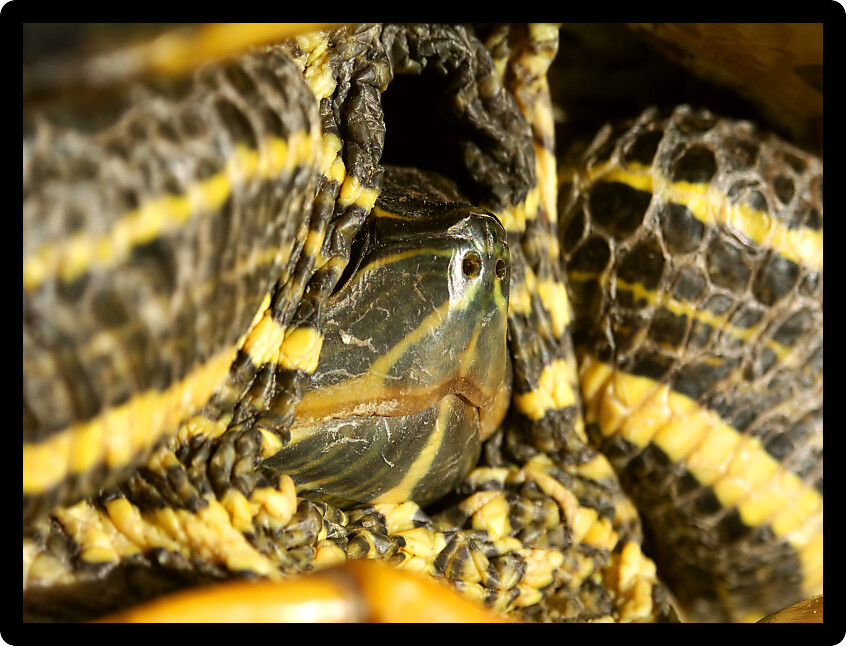 Close up of a Slider Turtle (Trachemys scripta) retreating into its shell in Illinois.