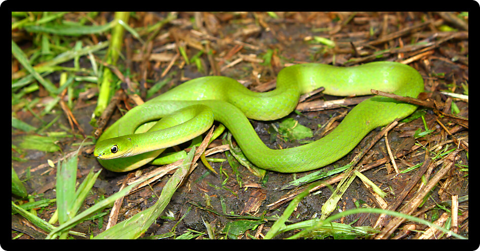 Beautiful Smooth Green Snake (Opheodrys vernalis) in a prairie of Illinois.