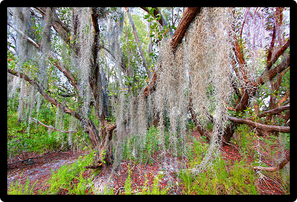 Spanish moss sways in the breeze along the Coastal Prairie Trail of Everglades National Park Florida.