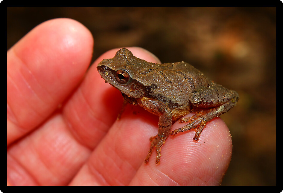 Spring Peeper (Pseudacris crucifer) sits on a persons finger.