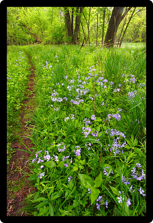 Single track path through spring woodland foliage at Colored Sands Forest Preserve in Illinois.