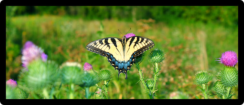 Tiger Swallowtail (Papilio glaucus) on a flower at Castle Rock State Park of northern Illinois.