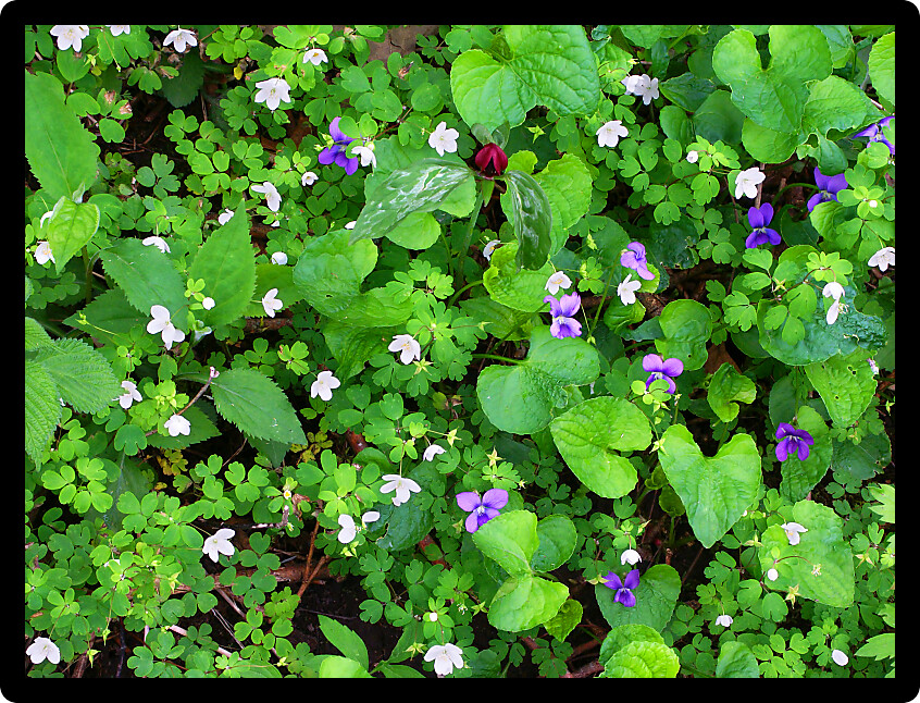 Background of wildflowers blooming at Apple River Canyon State Park in Illinois.