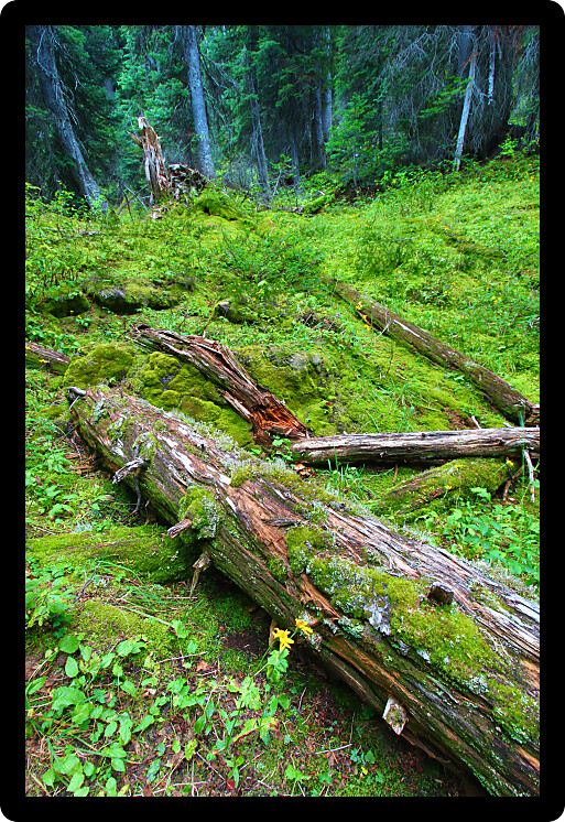 Forest floor of Yoho National Park in British Columbia Canada.