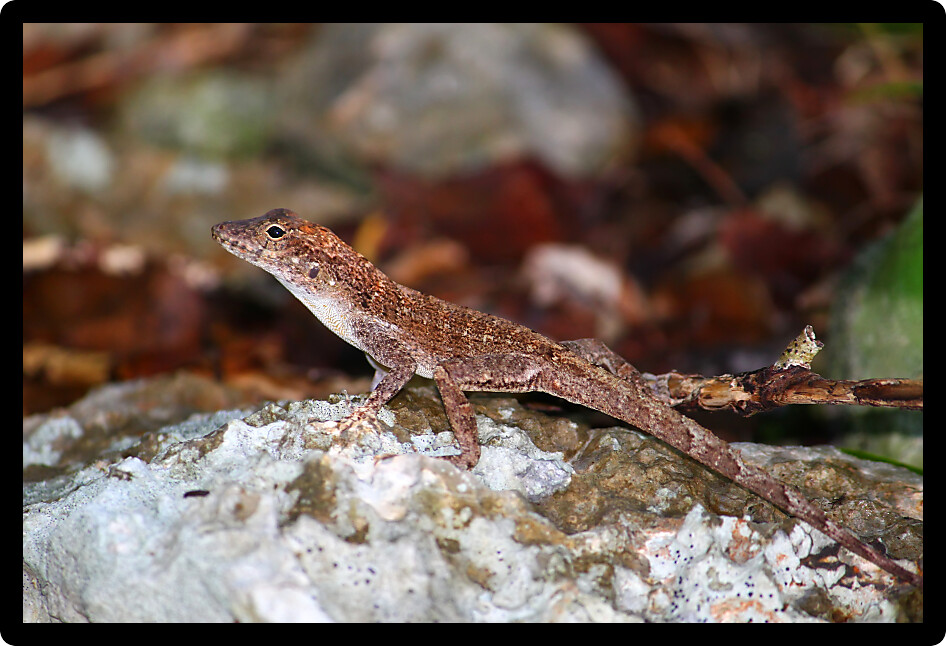 Anole inhabiting a nature area of Puerto Rico.