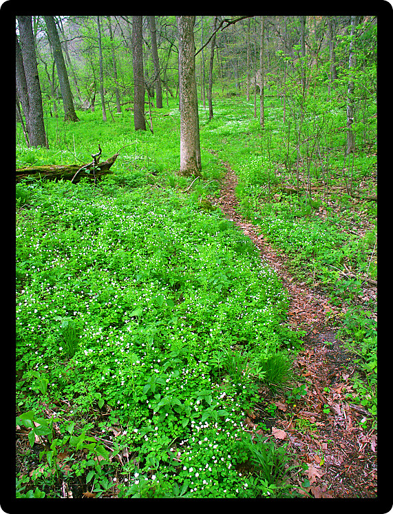 Narrow trail through understory vegetation at Apple River Canyon State Park of Illinois.