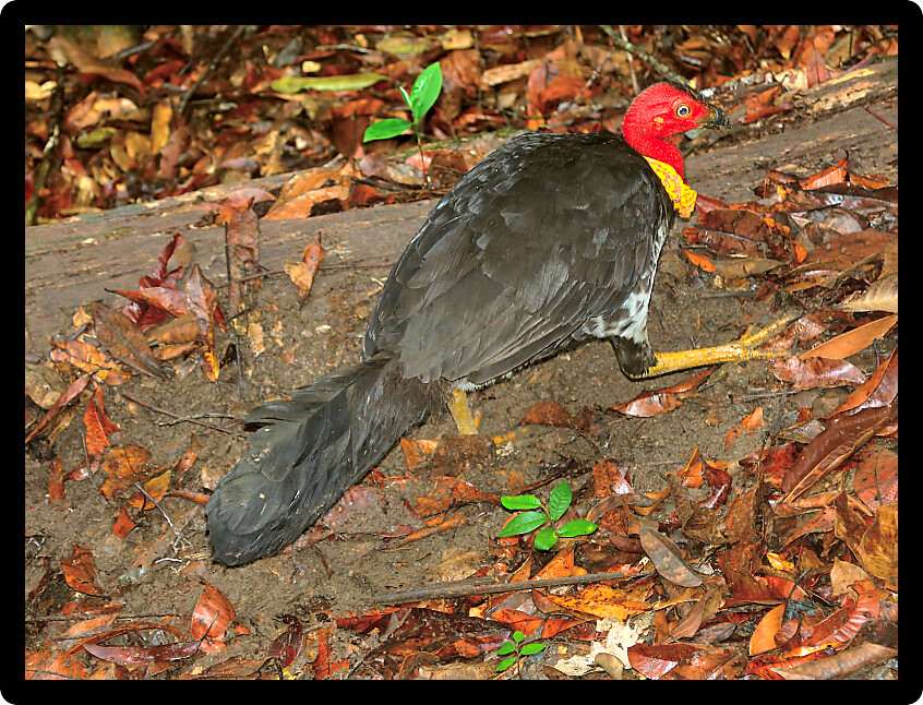 Australian Brushturkey (Alectura lathami) seen digging in the rainforests of Queensland Australia.